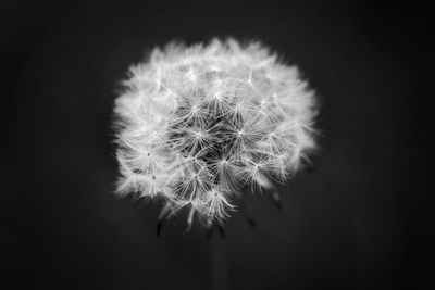 Close-up of dandelion flower against black background