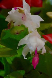 Close-up of pink flowers