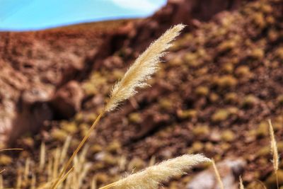 Close-up of crops on field