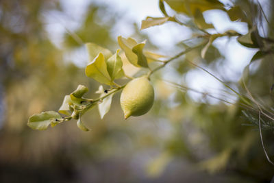 Close-up of fresh lemon on tree