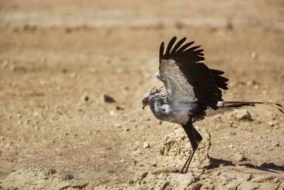 Bird flying over a field