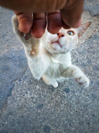 High angle view of cat on hand