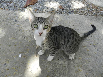 Portrait of cat on street