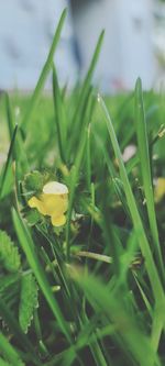 Close-up of wet plant growing on field