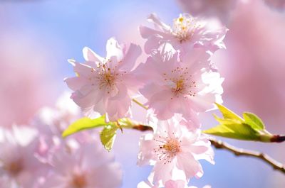 Close-up of pink cherry blossoms