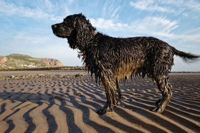 View of a  very dirty dog on beach