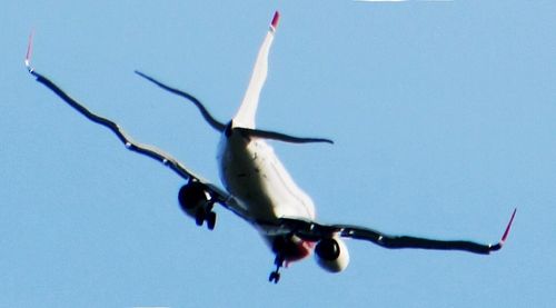 Low angle view of birds in flight