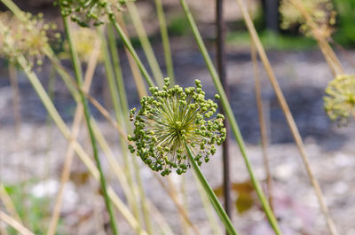 Close-up of flowering plant