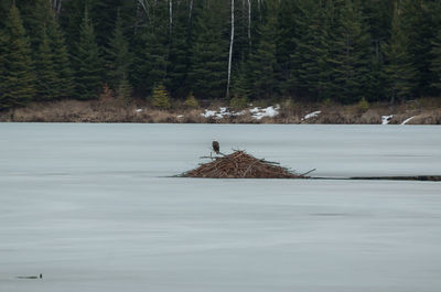 Bald eagle perching on beaver nest at frozen lake