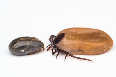 High angle view of insect on white background