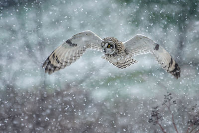 Bird flying over snow