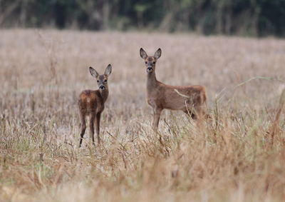 Portrait of deer on field