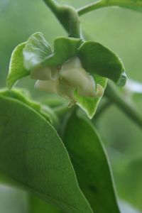 Close-up of plant