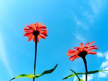 Low angle view of red flowering plant against blue sky