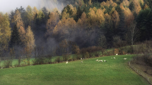 Flock of sheep grazing on grassy field