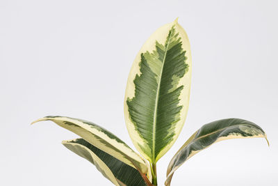 Close-up of plant against white background