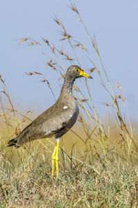 Bird perching on a field