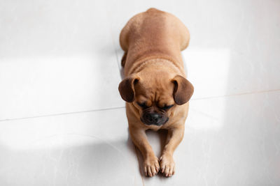 High angle portrait of dog on floor