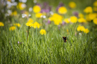 Close-up of bee on yellow flower in field