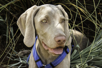 Close-up portrait of dog