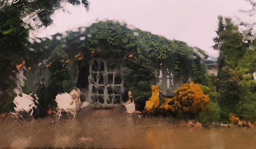 Trees and plants outside house against sky