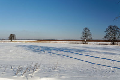 Snow covered trees against clear sky