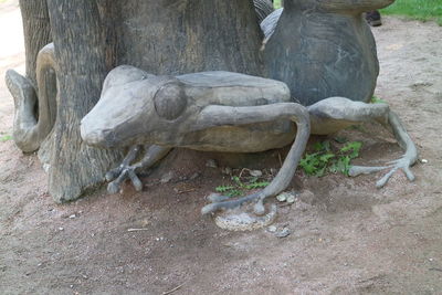 Lizard on ground