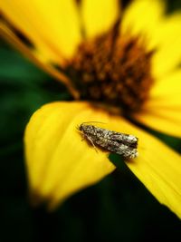 Close-up of honey bee on yellow flower