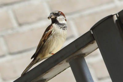 Low angle view of bird perching on wood