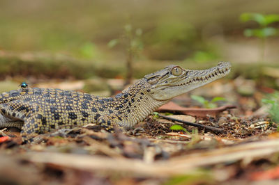 Close-up of lizard