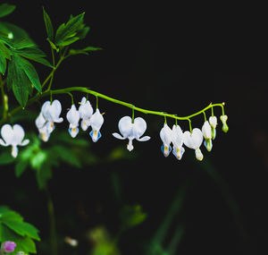 Close-up of white flowers