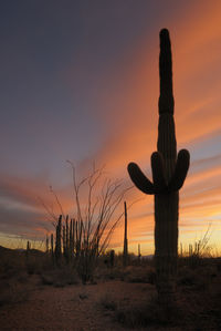 Silhouette cactus on field against sky during sunset