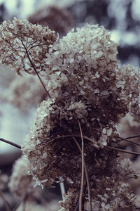 Close-up of flower tree