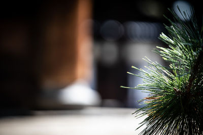 Close-up of cactus plant