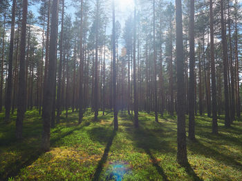 Trees in forest