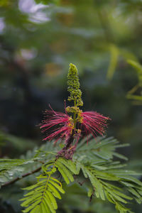 Calliandra calothyrsus with buds and open flowers. its also known as anneslea acapulcensis.