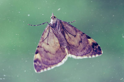 Close-up of butterfly on leaf