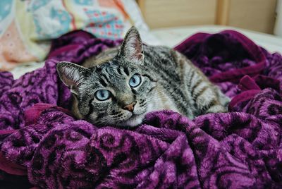 Portrait of cat lying on purple blanket at home