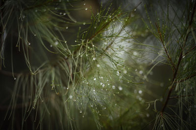 Close-up of wet pine needles