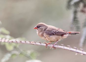 Close-up of bird perching outdoors