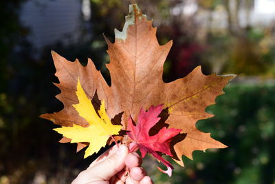 Close-up of person holding maple leaves