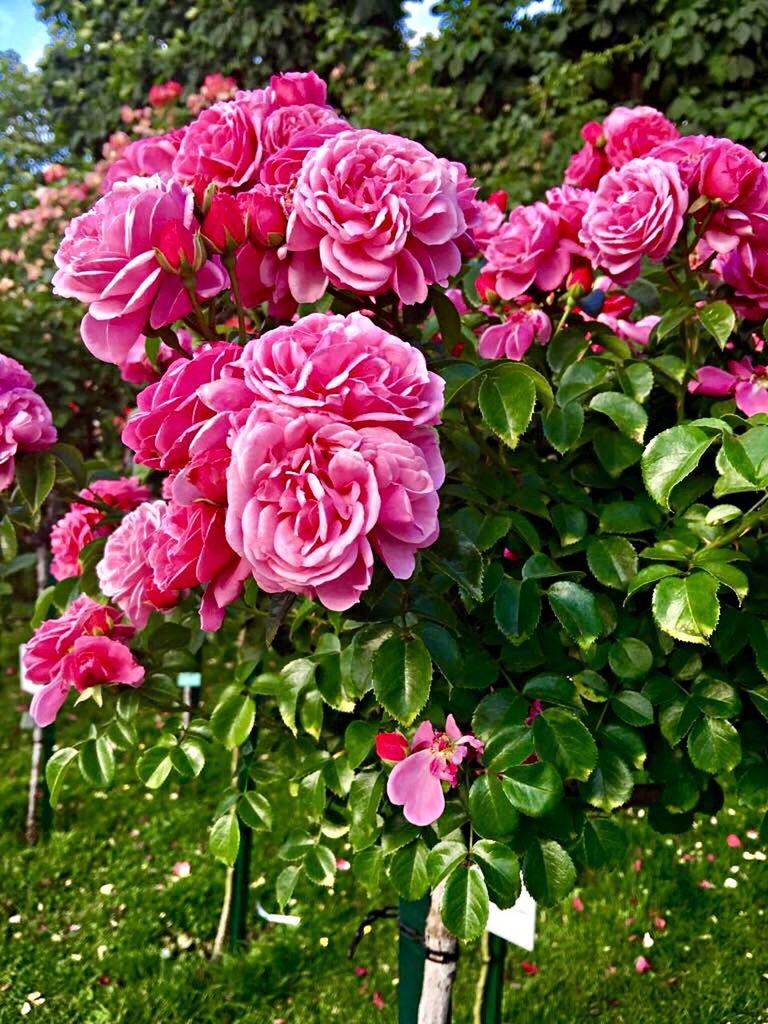 flowering plant, flower, plant, pink color, beauty in nature, freshness, fragility, vulnerability, petal, close-up, nature, growth, flower head, no people, inflorescence, rose, day, plant part, leaf, rose - flower, outdoors, springtime, ornamental garden, flower arrangement, bouquet, flowerbed, bunch of flowers