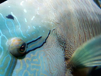 Close-up of fish swimming in sea