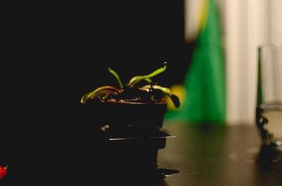 Close-up of potted plant on table at home