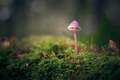 Close-up of mushroom