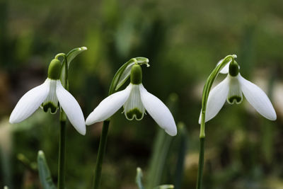 Close-up of white flowering plants on field