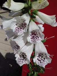 Close-up of flowers