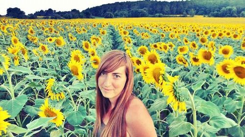 Sunflower field