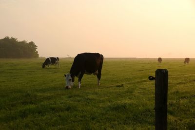 Cows grazing on field against clear sky