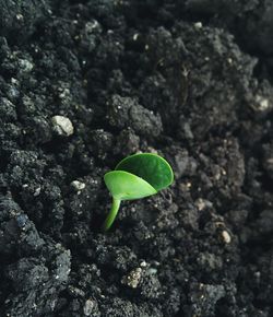 Close-up of young plant